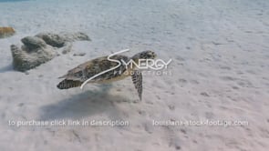 2248 baby hawksbill sea turtle stock video