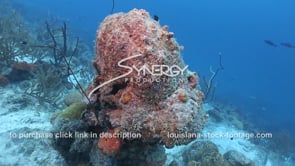 2251 dead coral head on caribbean reef