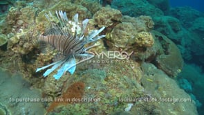 2254 invasive lionfish hunts food