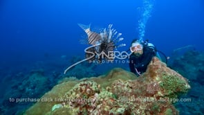 2255 scuba diver observes lionfish