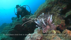 2257 scuba diver watches lionfish