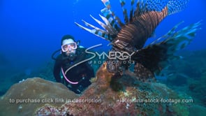 2258 scientist scuba diver observes invasive species lionfish