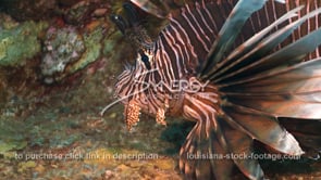 2259 invasive species lionfish close up