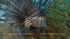 2261 lionfish close up static to camera