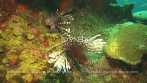 2263 invasive species lionfish on coral reef