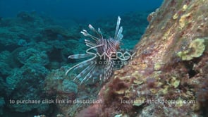 2267 large lionfish on Gulf of Mexico coral reef