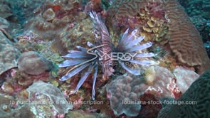 2270 lionfish searches crevasses on coral reef