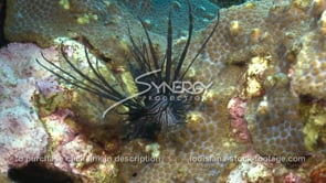 2271 invasive species lionfish almost catches fish on coral reef