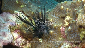 2272 lionfish almost catches fish slow motion