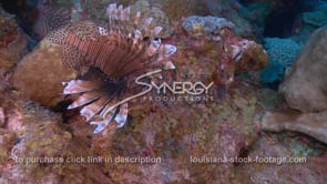 2277 invasive species of lionfish cruising coral reef