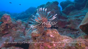 2279 large lionfish on coral reef