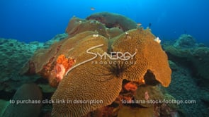 2280 lionfish on brain coral