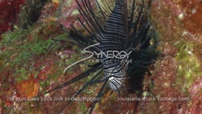 2281 invasive species young lionfish on colorful coral