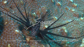 2282 invasive species lionfish on star coral head