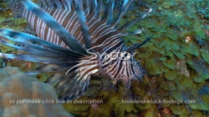 2260 invasive species lionfish close up static